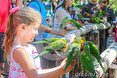 .Little girl feeding Lorikeets holding metal feeder with birds crowded on it -other Editorial Stock Photo